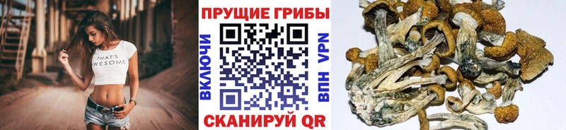 Галлюциногенные грибы мицелий  Купить  Зубцов 